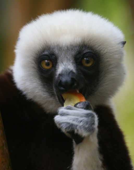 lemur